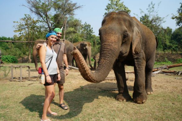 éléphant, thaïlande