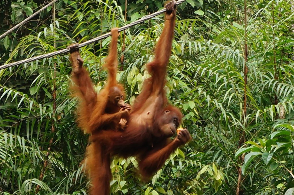 orang outan borneo semmengoh