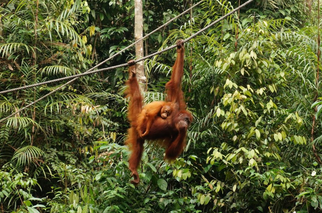 orang-outan, semmengoh