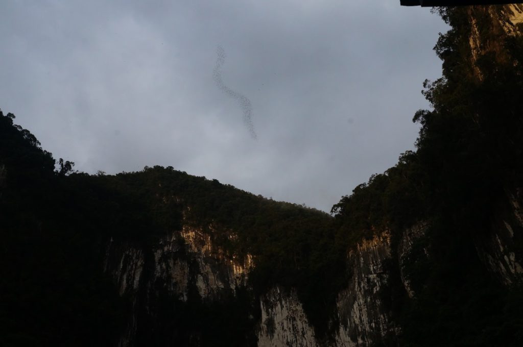 chauve-souris, deer cave, gunung mulu